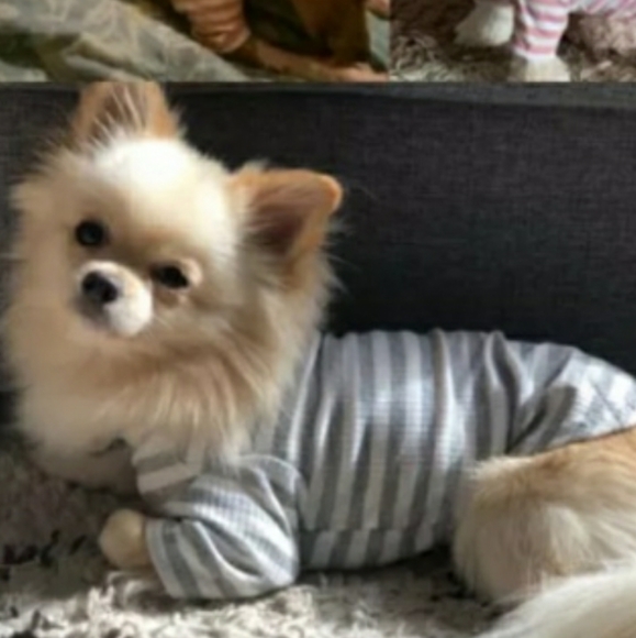 Other - Last 1🥳🥳HP🥳🥳Puppy / Cat outfit